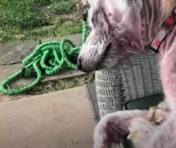Abandoned Pup Pleads with Truck Driver for a New Lease on Life-1
