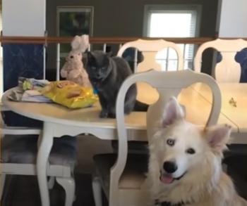 Abandoned Pup Pleads with Truck Driver for a New Lease on Life-3