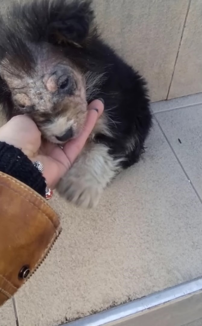 Abandoned Puppy's Incredible Journey from Despair to Joy