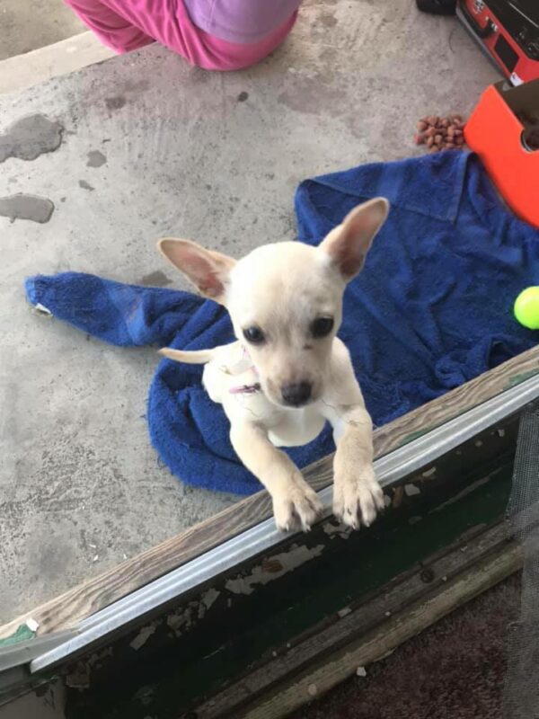 El rescate sigiloso de un cachorro callejero por parte de un adolescente de California captura corazones-1