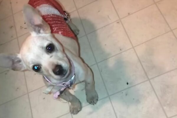 El rescate sigiloso de un cachorro callejero por parte de un adolescente de California captura corazones-3