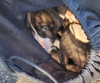Discover Ryder’s Journey: From Abandoned Bag to New Beginnings-1