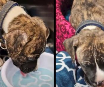 Discover Ryder’s Journey: From Abandoned Bag to New Beginnings-3