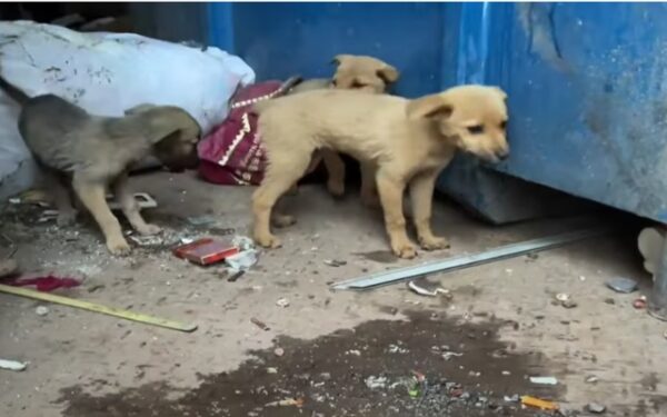 Discover the Heartrending Saga of Four Puppies in a Forgotten City Corner-1