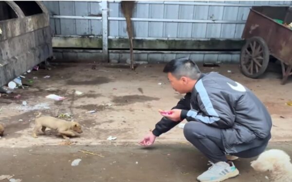 Discover the Heartrending Saga of Four Puppies in a Forgotten City Corner-2