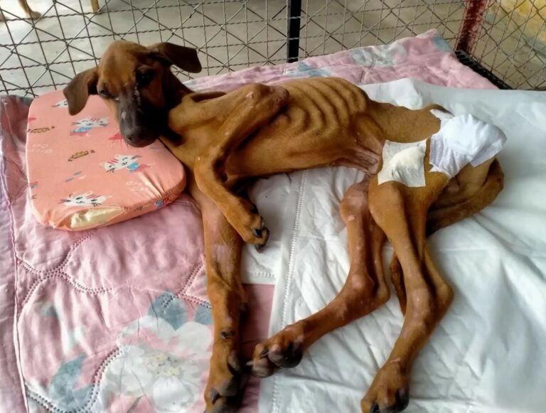 From Despair to Joy: The Incredible Transformation of a Dog's Life