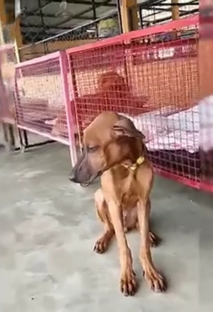 From Despair to Joy: The Incredible Transformation of a Dog's Life
