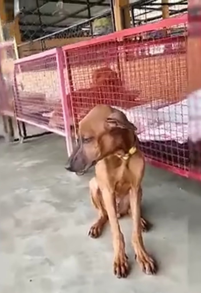 From Despair to Joy: The Incredible Transformation of a Dog's Life