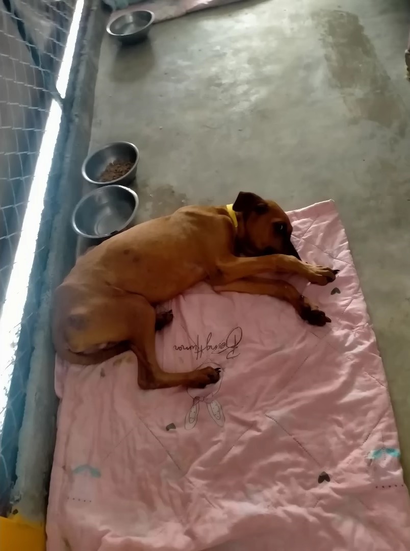 From Despair to Joy: The Incredible Transformation of a Dog's Life