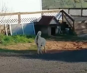 From Neglect to New Beginnings: The Stirring Journey of Bo the Dog-1