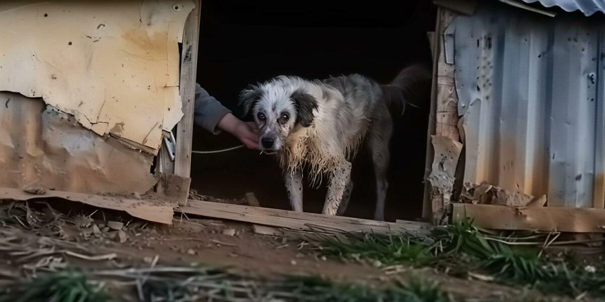 From Neglect to New Beginnings: The Stirring Journey of Bo the Dog