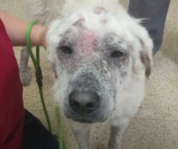 From Neglect to New Beginnings: The Stirring Journey of Bo the Dog-2