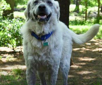 From Neglect to New Beginnings: The Stirring Journey of Bo the Dog-3