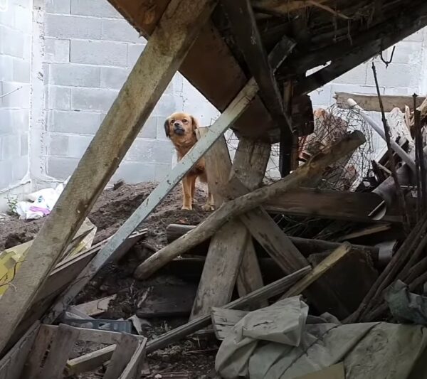 Loyal to the Last: The Tale of a Dog's Unyielding Devotion-1
