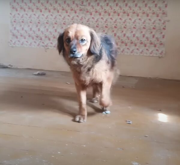 Loyal to the Last: The Tale of a Dog's Unyielding Devotion-2