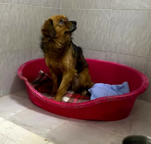 Loyal to the Last: The Tale of a Dog's Unyielding Devotion-3