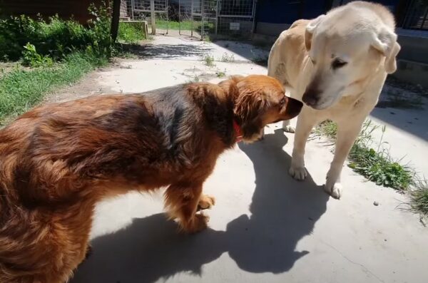 Loyal to the Last: The Tale of a Dog's Unyielding Devotion-5