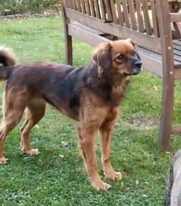 Loyal to the Last: The Tale of a Dog's Unyielding Devotion-6
