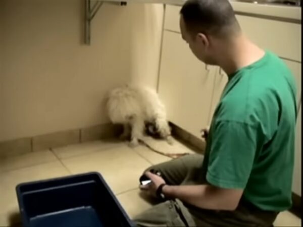 Un héroe misterioso salva a un perro 'agresivo' momentos antes de la eutanasia-2