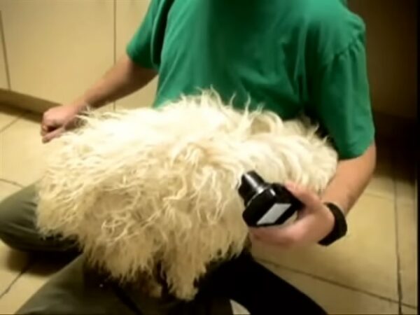 Héroe misterioso salva momentos de perro 'agresivo' antes de la eutanasia-3