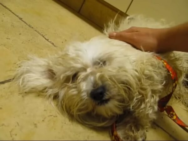 Un héroe misterioso salva a un perro 'agresivo' momentos antes de la eutanasia-4