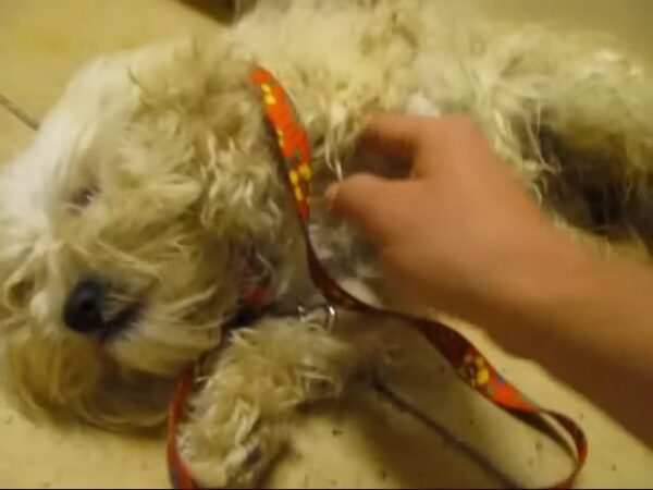Un héroe misterioso salva a un perro 'agresivo' momentos antes de la eutanasia-5