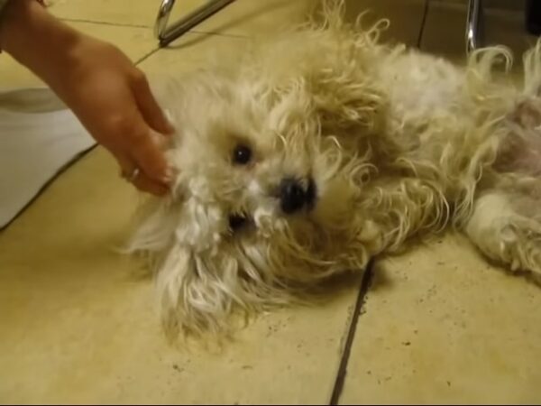 Un héroe misterioso salva a un perro 'agresivo' momentos antes de la eutanasia-6