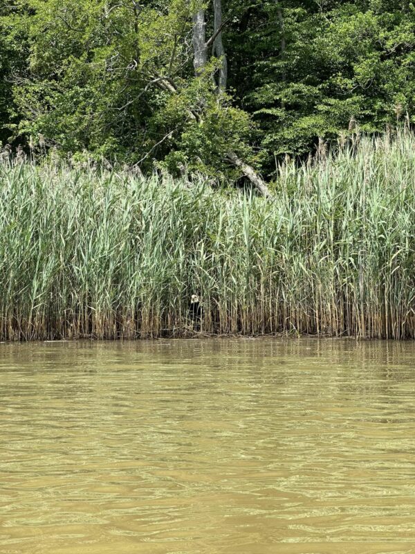 Mystery in the Reeds: Kayaker's Startling Discovery Leads to Daring Rescue-1