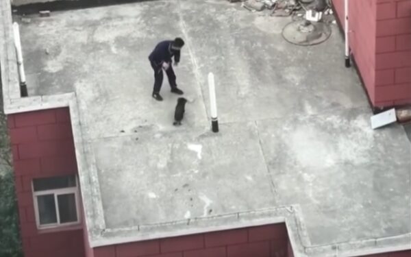 Mystery on the Rooftop: The Tale of a Stray Dog Family's Survival-1