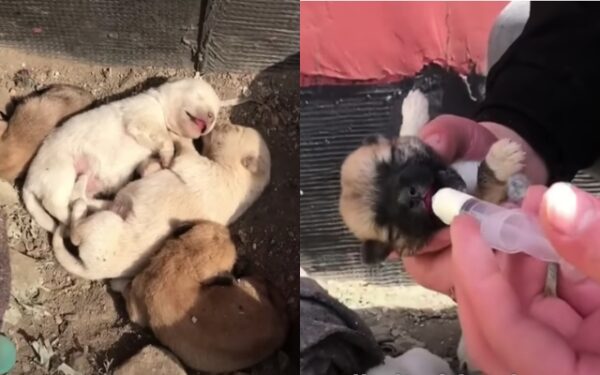 Mystery on the Rooftop: The Tale of a Stray Dog Family's Survival-2
