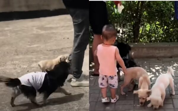 Mystery on the Rooftop: The Tale of a Stray Dog Family's Survival-3