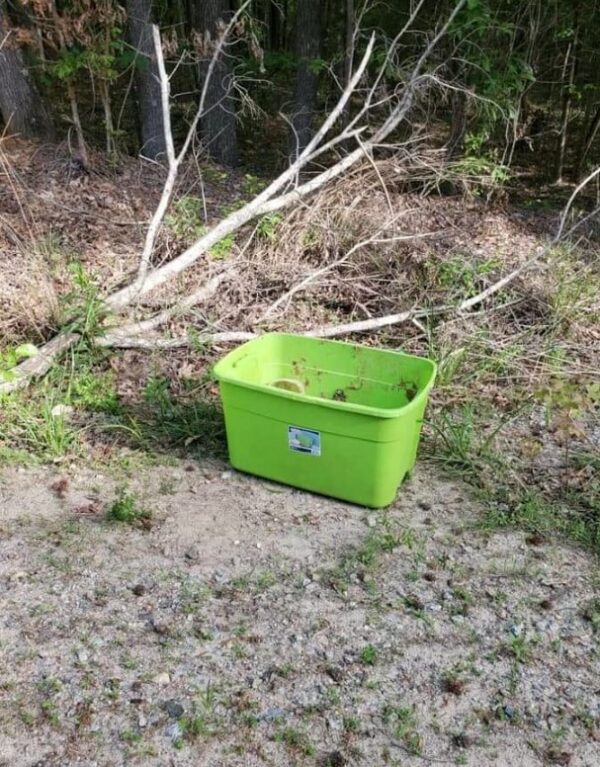 Mystery Unveiled: The Unexpected Discovery Near the Woods-1