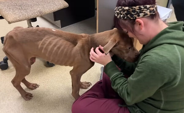 Rescue Miracle: The Embrace That Changed Everything for a Starving Pup-3