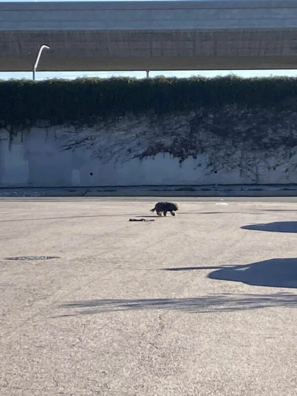 Shocking Discovery on the Highway Leads to Unexpected Rescue Mission-1