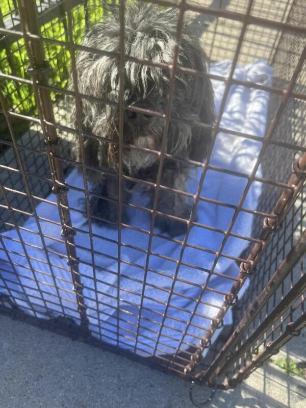 Shocking Discovery on the Highway Leads to Unexpected Rescue Mission-2