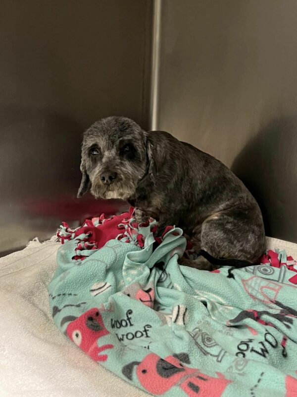 Shocking Discovery on the Highway Leads to Unexpected Rescue Mission-3