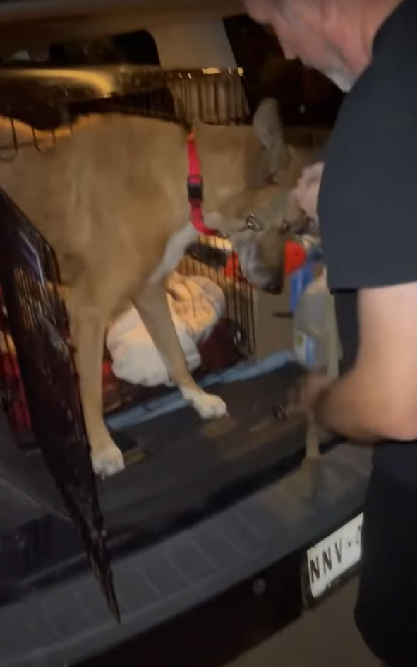 Shocking Return: Pup Faces Heartbreak at His First Home's Shelter-4