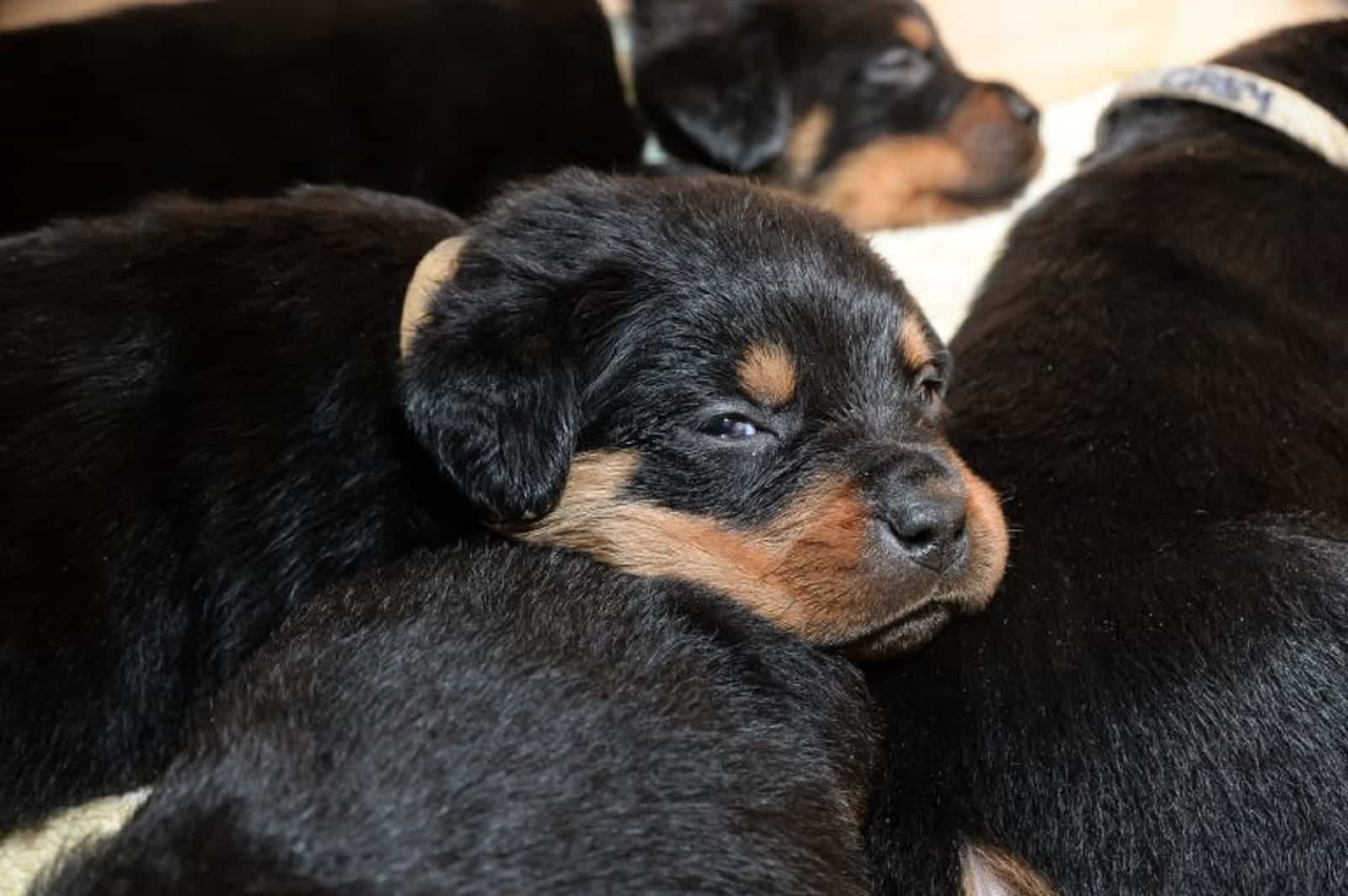 Shocking Revelation Rottweiler's Unexpected Mega Litter Stuns Owners!