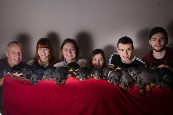 Shocking Revelation: Rottweiler's Unexpected Mega Litter Stuns Owners!-5