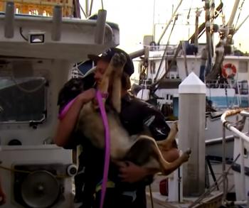 Lágrimas y triunfos: los asombrosos reencuentros de mascotas perdidas y sus familias-2