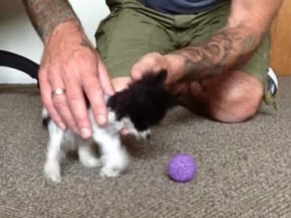 Tiny Triumph: How the Smallest Dog Defied the Odds with Her Loving Dad-2