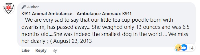 Tiny Triumph: How the Smallest Dog Defied the Odds with Her Loving Dad