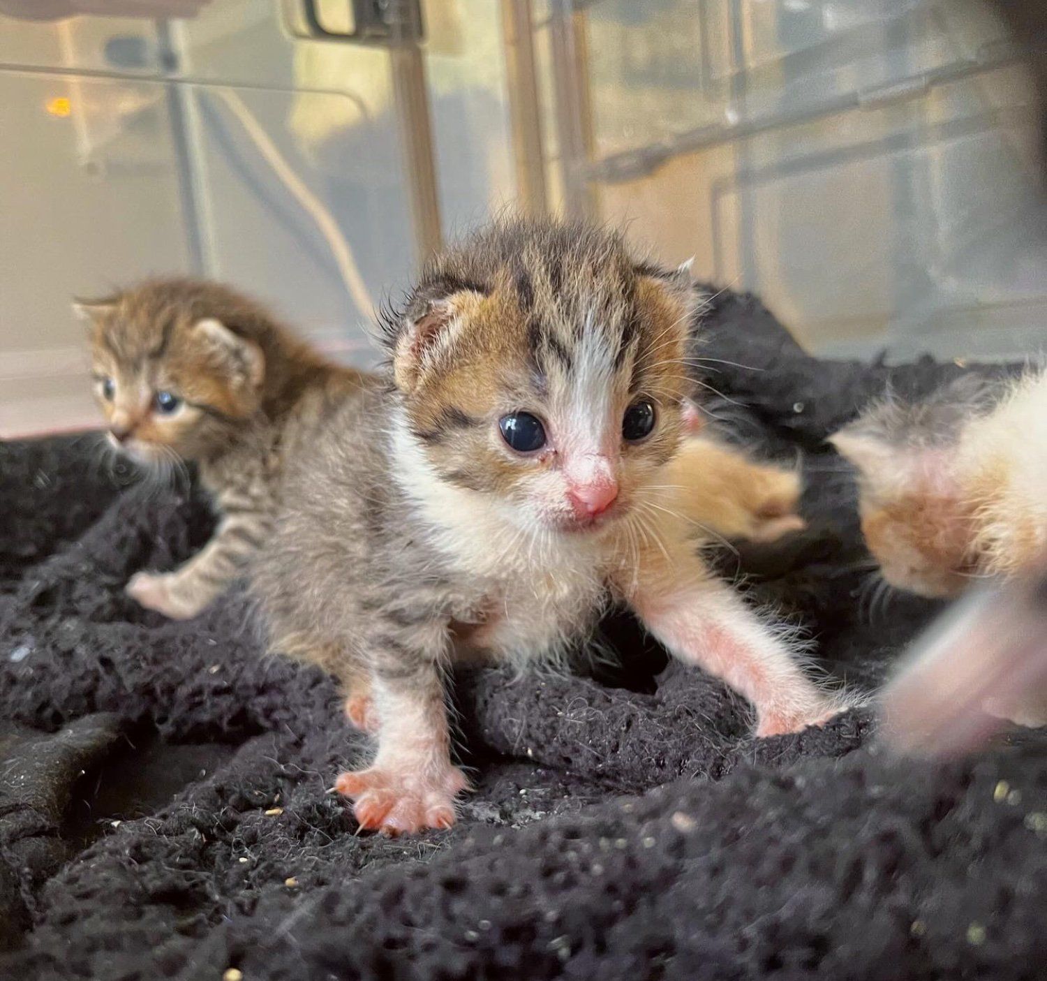 Tiny Warrior: The Remarkable Tale of a One-Eared Kitten's Fight for Life