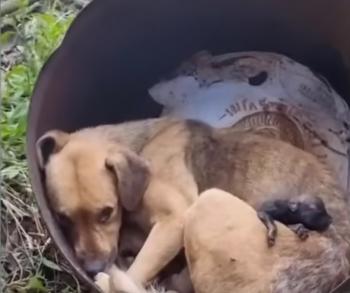Tragic Twist of Fate: How a Mother Dog's Despair Turned into a Tale of Hope-1