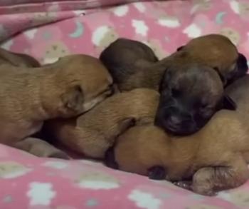 Tragic Twist of Fate: How a Mother Dog's Despair Turned into a Tale of Hope-2