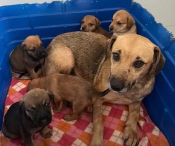 Tragic Twist of Fate: How a Mother Dog's Despair Turned into a Tale of Hope-3