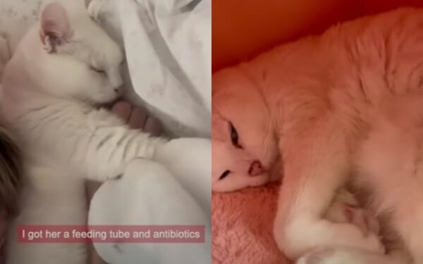 Unbreakable Bonds: The Tale of a Senior Cat and Her One True Love-1