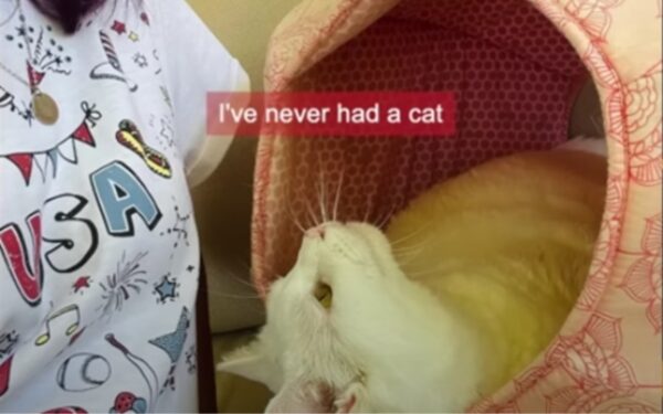 Unbreakable Bonds: The Tale of a Senior Cat and Her One True Love-2