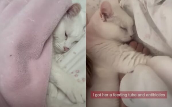 Unbreakable Bonds: The Tale of a Senior Cat and Her One True Love-3