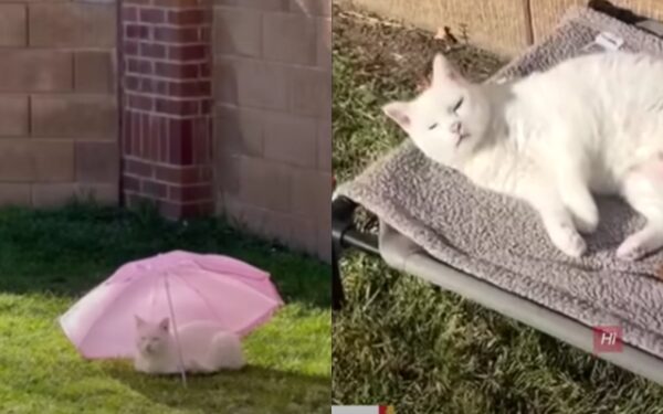 Unbreakable Bonds: The Tale of a Senior Cat and Her One True Love-4